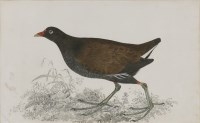 Lot 339 - Robert Mitford (1781-1870)
A GALLINULE
Signed l.l.