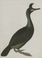 Lot 340 - Robert Mitford (1781-1870)
A CORMORANT
Signed l.l.
