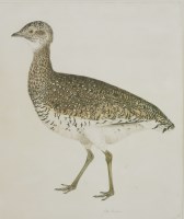 Lot 347 - Prideaux John Selby (1788-1867)
A LITTLE BUSTARD
Signed l.r.