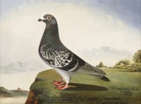 Lot 115 - J T Ryder (20th century)
BLUE CHEQ COQ
Signed l.l.