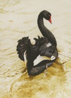 Lot 123 - David Ord Kerr (b.1951)
SWAN
Signed l.l.