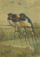 Lot 134 - Johannes Gerardus Keulemans (Dutch