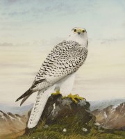 Lot 106 - Peter Hayman (b.1930)
GYRFALCON
Signed l.r.