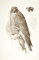 Lot 113 - Charles Frederick Tunnicliffe RA (1901-1979)
HAWKS AND FALCONS
The complete portfolio of ten lithographs printed in colours