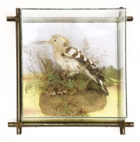 Lot 790A - A taxidermy study of a Hoopoe standing on ferns