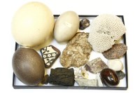 Lot 96 - Three eggs: Ostrich