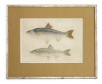 Lot 341 - J. Susini
FISH STUDIES
Signed in pen l.r.