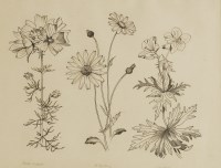 Lot 337 - John Northcote Nash RA (1893-1977)
'MUSK MALLOW