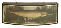 Lot 220 - A stuffed and mounted pike