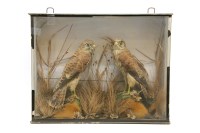 Lot 495 - A Victorian stuffed and mounted pair of kestrels