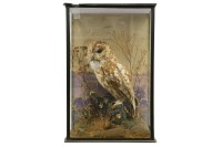 Lot 522 - A stuffed and mounted tawny owl