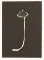 Lot 468 - Susan Derges (b.1955)