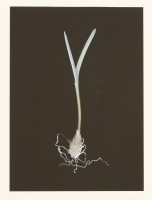 Lot 469 - Susan Derges (b.1955)