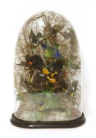 Lot 470 - Taxidermy