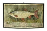 Lot 468 - A cased taxidermy of a roach