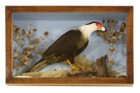 Lot 200A - A CARACARA BIRD