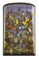 Lot 71 - INDIAN BIRDS