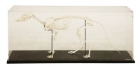 Lot 279 - A FOX SKELETON