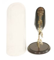 Lot 275 - A SHRUNKEN HEAD