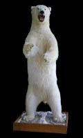 Lot 198 - POLAR BEAR