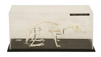Lot 263 - A MOUNTED RABBIT SKELETON