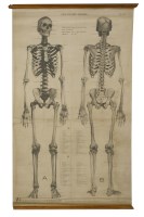 Lot 338 - MALE SKELETON