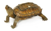 Lot 215 - TORTOISE