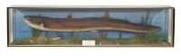 Lot 73 - AN EEL RECORD