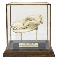 Lot 162 - THYLACINE REPLICA SKULL
20th century