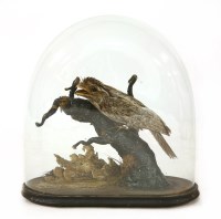 Lot 62 - FROGMOUTH BIRD