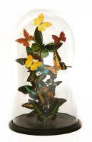 Lot 83 - TROPICAL BUTTERFLIES