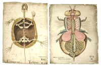 Lot 335 - COMPARATIVE ANATOMY