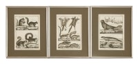 Lot 211 - SIX BUFFON ZOOLOGICAL ENGRAVINGS