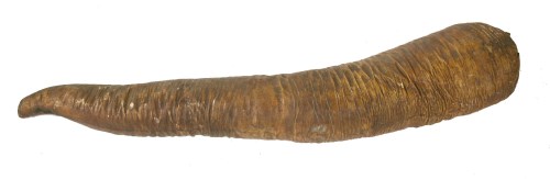 Lot 196 - A SPERM WHALE PENIS