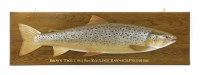 Lot 76 - SCOTTISH BROWN TROUT