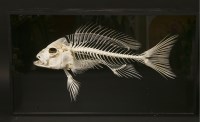 Lot 185 - A FISH SKELETON