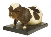 Lot 104 - FREAK BULLDOG CALF