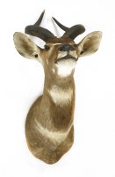 Lot 200 - A MOUNTAIN NYALA