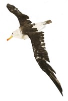 Lot 67 - ALBATROSS