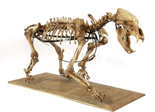 Lot 160 - A LARGE CAVE BEAR SKELETON