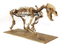 Lot 160 - A LARGE CAVE BEAR SKELETON