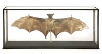 Lot 90 - A BALD FRUIT BAT