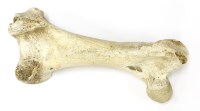 Lot 161 - A MOA BIRD BONE