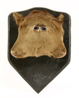 Lot 105 - A DOUBLE-HEADED CALF