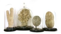 Lot 77 - CORAL SPECIMENS
