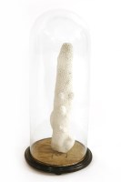 Lot 78 - A CORAL SPECIMEN