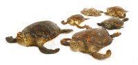 Lot 213 - SIX HAWKSBILL TURTLES