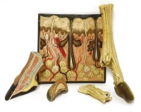 Lot 369 - A PLASTER EPIDERMIS MODEL