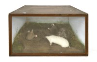Lot 363 - A TAXIDERMY STUDY OF MOLES