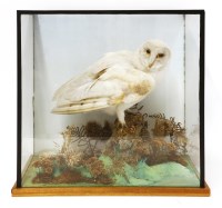 Lot 326 - Taxidermy